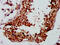 Ly1 Antibody Reactive antibody, CSB-PA882130LA01HU, Cusabio, Immunohistochemistry frozen image 