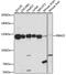 RNA-binding protein 25 antibody, 16-074, ProSci, Western Blot image 
