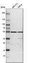 ATP Synthase F1 Subunit Beta antibody, HPA001528, Atlas Antibodies, Western Blot image 