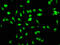 Ly1 Antibody Reactive antibody, CSB-PA882130LA01HU, Cusabio, Immunofluorescence image 