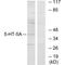 5-Hydroxytryptamine Receptor 5A antibody, A10438, Boster Biological Technology, Western Blot image 