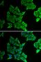 Gap Junction Protein Alpha 5 antibody, orb373577, Biorbyt, Immunocytochemistry image 