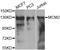 Minichromosome Maintenance Complex Component 2 antibody, orb135889, Biorbyt, Western Blot image 