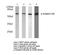 SMAD2 antibody, LS-C175876, Lifespan Biosciences, Western Blot image 
