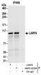 La Ribonucleoprotein Domain Family Member 4 antibody, NBP2-22254, Novus Biologicals, Immunoprecipitation image 