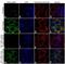 WEE1 G2 Checkpoint Kinase antibody, 702120, Invitrogen Antibodies, Immunocytochemistry image 
