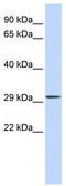 Spermatogenesis Associated 46 antibody, TA346494, Origene, Western Blot image 