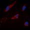 Cytochrome P450 Family 2 Subfamily C Member 19 antibody, orb304733, Biorbyt, Immunofluorescence image 