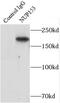 Nuclear pore complex protein Nup153 antibody, FNab05921, FineTest, Immunoprecipitation image 