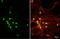 Nuclear Factor I X antibody, GTX636671, GeneTex, Immunofluorescence image 