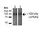 UV Radiation Resistance Associated antibody, orb377178, Biorbyt, Western Blot image 