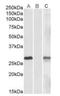 DPY30 Domain Containing 1 antibody, orb20450, Biorbyt, Western Blot image 