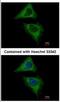 DNM2 antibody, NBP2-16244, Novus Biologicals, Immunofluorescence image 