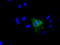 Nucleoside diphosphate kinase, mitochondrial antibody, TA501113, Origene, Immunofluorescence image 