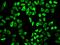 Peroxiredoxin 6 antibody, GTX32779, GeneTex, Immunocytochemistry image 