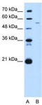 Growth arrest-specific protein 7 antibody, TA342514, Origene, Western Blot image 