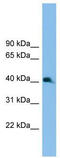 Homeobox protein Nkx-2.3 antibody, TA341801, Origene, Western Blot image 