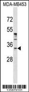 EMB antibody, 58-483, ProSci, Western Blot image 