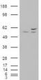 RAC-gamma serine/threonine-protein kinase antibody, TA500080S, Origene, Western Blot image 