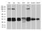 Ribosomal Protein L7a antibody, LS-C792949, Lifespan Biosciences, Western Blot image 