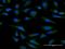 Cytochrome C1 antibody, H00001537-B01P, Novus Biologicals, Immunocytochemistry image 