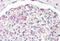 LIM Homeobox Transcription Factor 1 Beta antibody, MBS248062, MyBioSource, Immunohistochemistry frozen image 