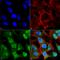 Synuclein Alpha antibody, SMC-533D-HRP, StressMarq, Immunofluorescence image 