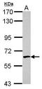 Essential Meiotic Structure-Specific Endonuclease 1 antibody, GTX100132, GeneTex, Western Blot image 