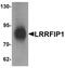 LRR Binding FLII Interacting Protein 1 antibody, PA5-21114, Invitrogen Antibodies, Western Blot image 