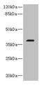 RIB43A Domain With Coiled-Coils 2 antibody, CSB-PA884469LA01HU, Cusabio, Western Blot image 