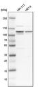 RB Transcriptional Corepressor Like 2 antibody, HPA019703, Atlas Antibodies, Western Blot image 