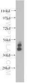 Keratin 19 antibody, 14965-1-AP, Proteintech Group, Western Blot image 