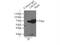 Leucine Rich Repeats And Calponin Homology Domain Containing 3 antibody, 15800-1-AP, Proteintech Group, Immunoprecipitation image 