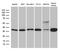Syntaxin 3 antibody, LS-C795755, Lifespan Biosciences, Western Blot image 