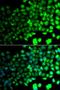 Protein Kinase AMP-Activated Catalytic Subunit Alpha 2 antibody, LS-C349072, Lifespan Biosciences, Immunofluorescence image 