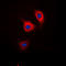 Catenin Delta 1 antibody, abx121992, Abbexa, Western Blot image 
