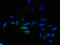 EGF, latrophilin and seven transmembrane domain-containing protein 1 antibody, CSB-PA872541LA01HU, Cusabio, Immunofluorescence image 