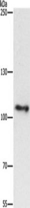 Cullin 4B antibody, TA351114, Origene, Western Blot image 