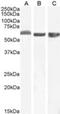 58K Golgi protein antibody, NB100-1448, Novus Biologicals, Western Blot image 