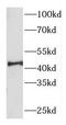 DnaJ Heat Shock Protein Family (Hsp40) Member B14 antibody, FNab02446, FineTest, Western Blot image 