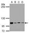 NF-kappa-B-repressing factor antibody, PA5-28242, Invitrogen Antibodies, Western Blot image 