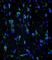 Internexin Neuronal Intermediate Filament Protein Alpha antibody, abx025286, Abbexa, Western Blot image 