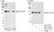 5-azacytidine-induced protein 1 antibody, A301-415A, Bethyl Labs, Immunoprecipitation image 