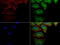 Keratin 18 antibody, LS-C799952, Lifespan Biosciences, Immunofluorescence image 