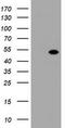 Zinc finger and SCAN domain-containing protein 4 antibody, CF800539, Origene, Western Blot image 