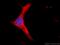 Potassium Voltage-Gated Channel Subfamily B Member 1 antibody, 19963-1-AP, Proteintech Group, Immunofluorescence image 