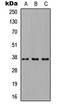 Cadherin Related 23 antibody, orb234778, Biorbyt, Western Blot image 