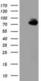 von Willebrand factor A domain-containing protein 5A antibody, NBP2-02898, Novus Biologicals, Western Blot image 