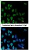 Zinc Finger Protein 281 antibody, NBP2-20984, Novus Biologicals, Immunofluorescence image 