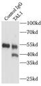 TAL BHLH Transcription Factor 1, Erythroid Differentiation Factor antibody, FNab08493, FineTest, Immunoprecipitation image 